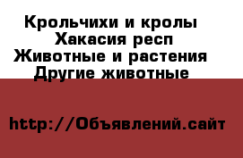 Крольчихи и кролы - Хакасия респ. Животные и растения » Другие животные   